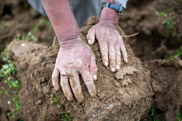 Desde el ombligo: lecciones ancestrales  para un mañana mejor